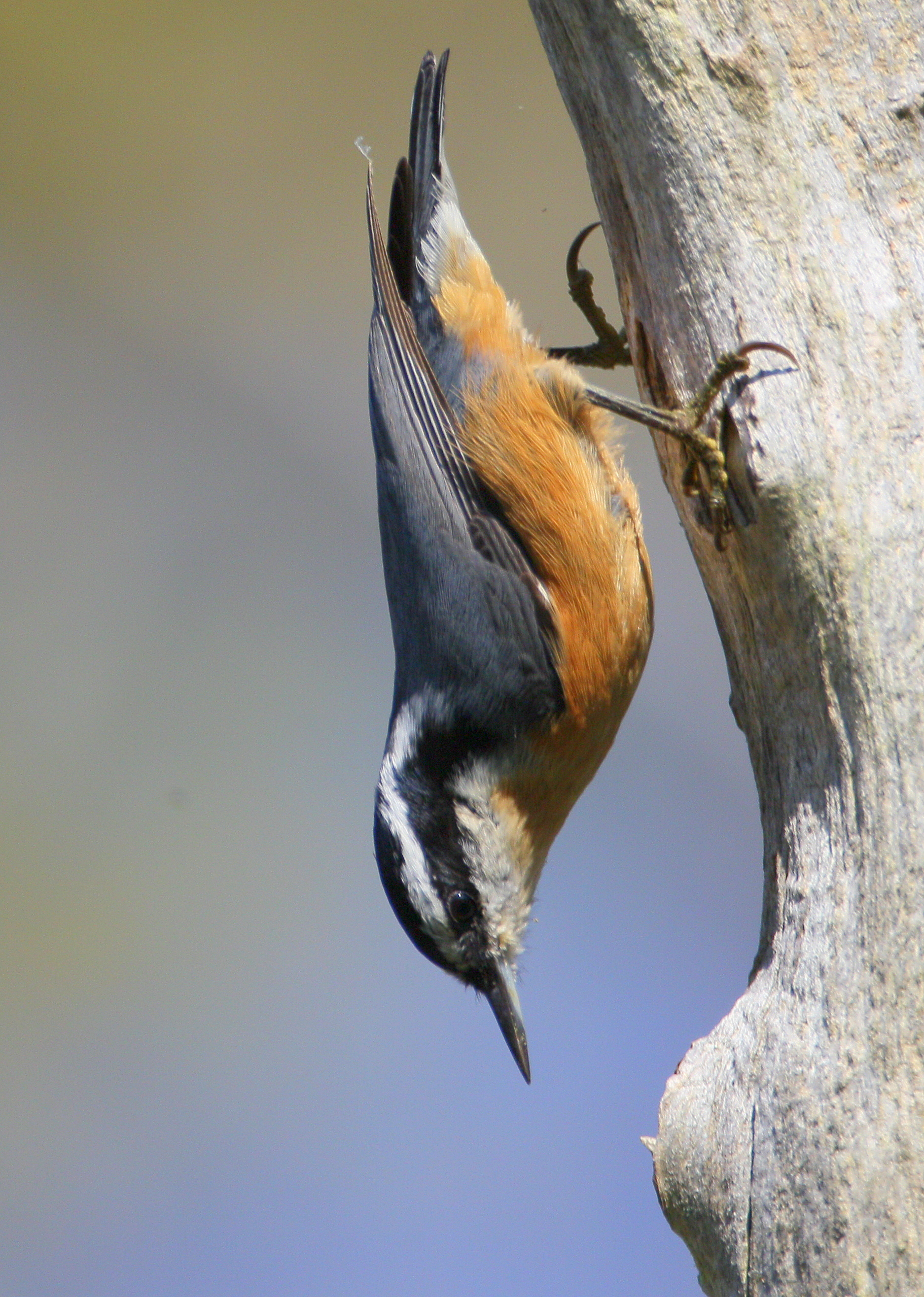 REDBREASTED NUTHATCH Falmouth Birds