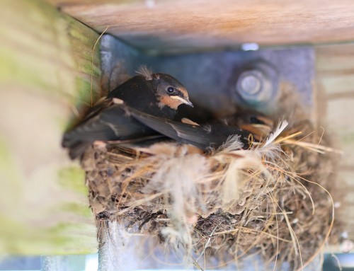 Barn Swallows!