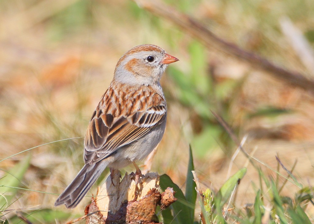 FIELD SPARROW Falmouth Birds
