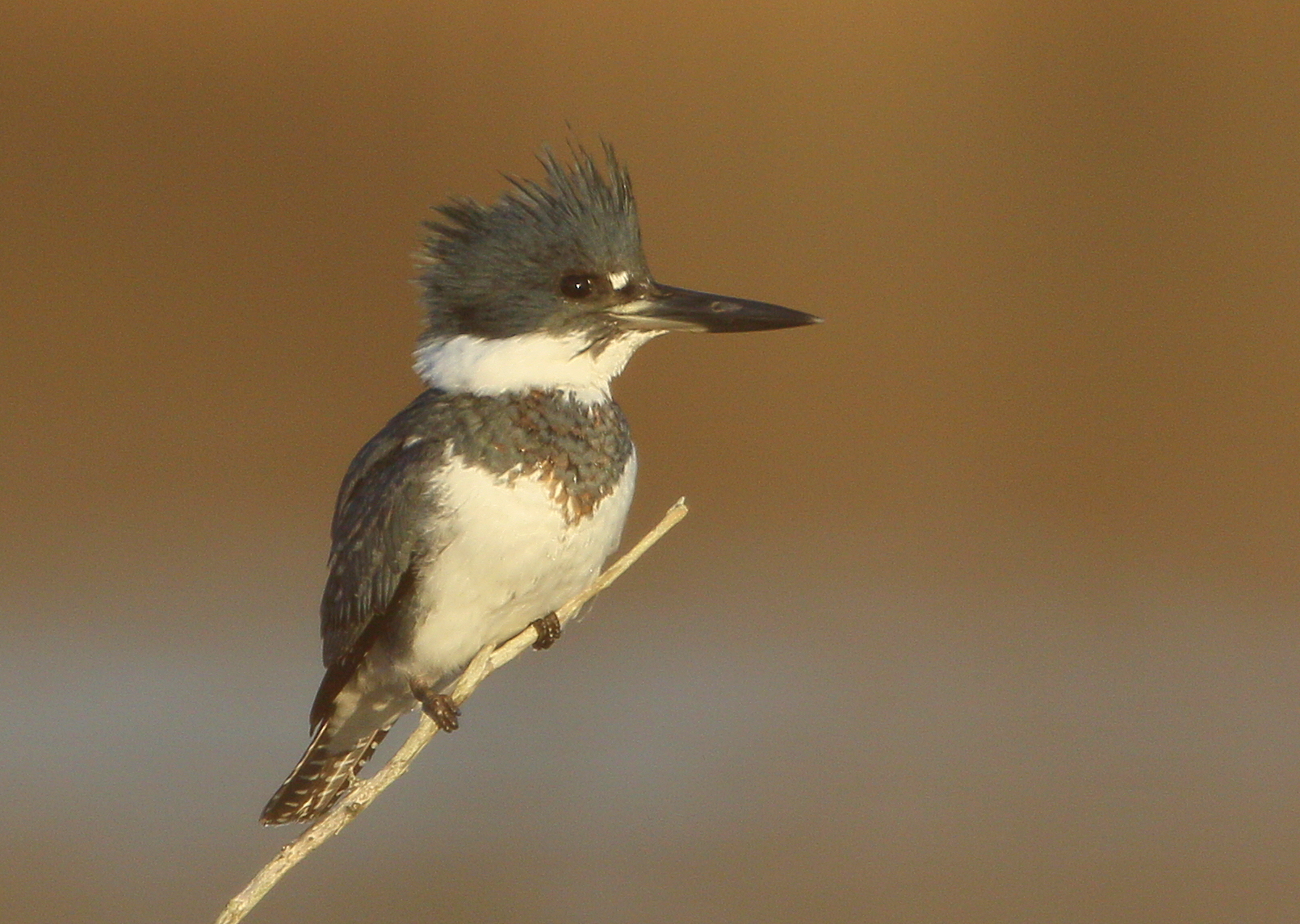 BELTED KINGFISHER – Falmouth Birds