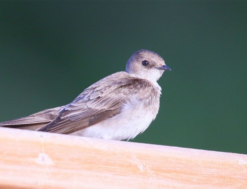 NORTHERN ROUGH-WINGED SWALLOW
