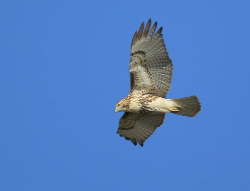 RED-TAILED HAWK
