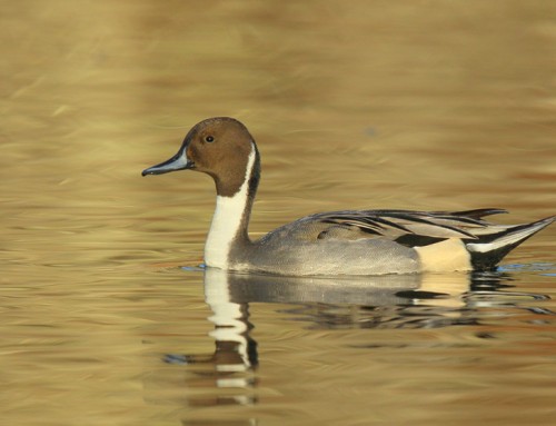 NORTHERN PINTAIL