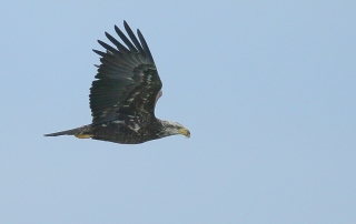 Bald Eagle, Great Sippewissett Marsh
