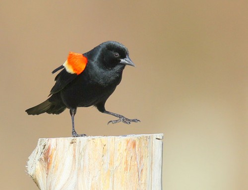 RED-WINGED BLACKBIRD