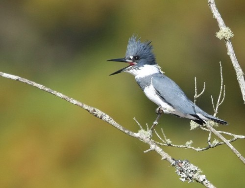 Birder’s Corner: Belted Kingfisher