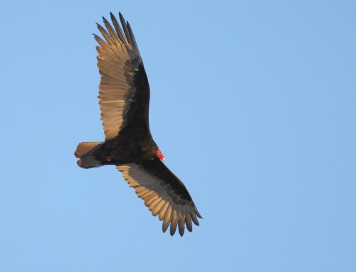 Birder’s Corner: Turkey Vulture
