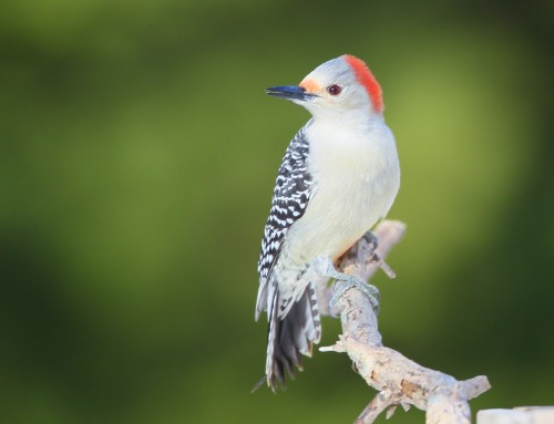 Birder’s Corner: Red-bellied Woodpecker