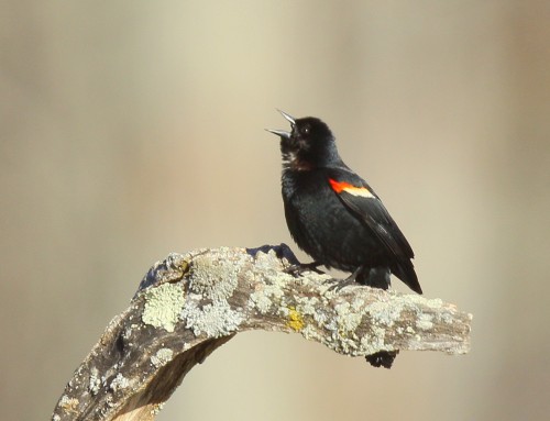 Birder’s Corner: Red-winged Blackbird