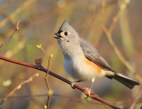 Birder’s Corner: Tufted Titmouse