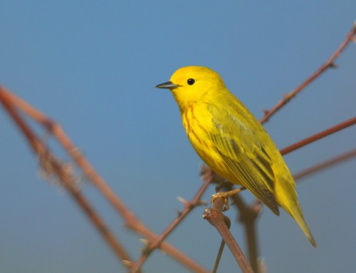 Birder’s Corner: Yellow Warbler