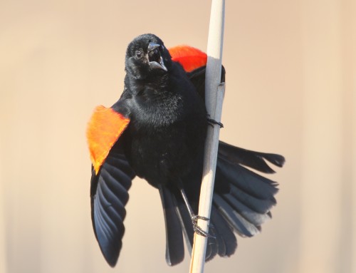 Birder’s Corner: Red-winged Blackbird