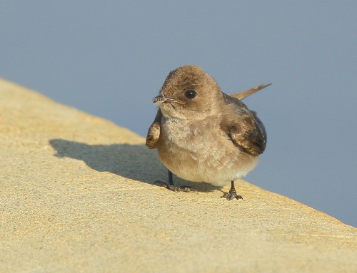 Birder’s Corner: Northern Rough-winged Swallow