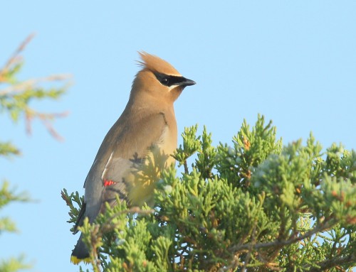 Birder’s Corner: Cedar Waxwing