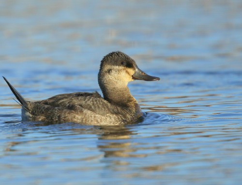 Birder’s Corner: Ruddy Duck