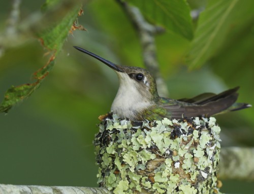 Birder’s Corner: Ruby-throated Hummingbird