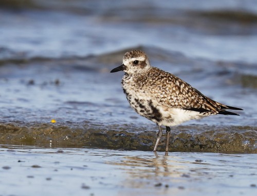 Birder’s Corner: Black-bellied Plover