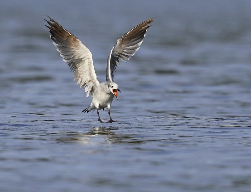 Birder’s Corner: Laughing Gull