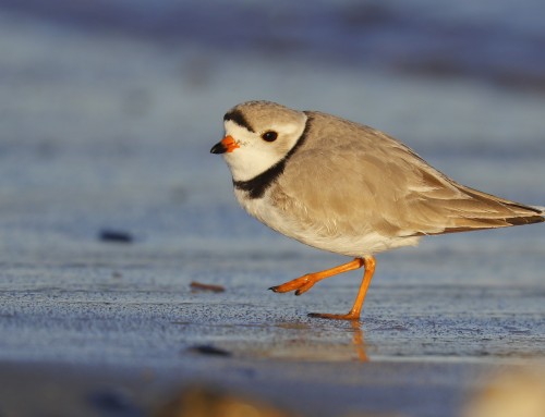 Birder’s Corner: Piping Plover