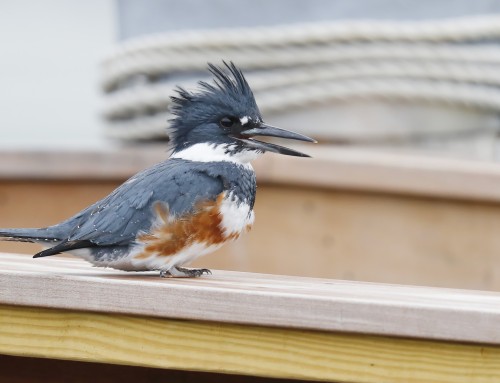 Birder’s Corner: Belted Kingfisher