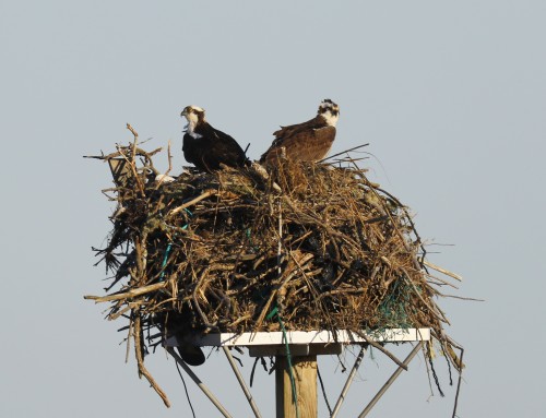 Birder’s Corner: Osprey Nest!
