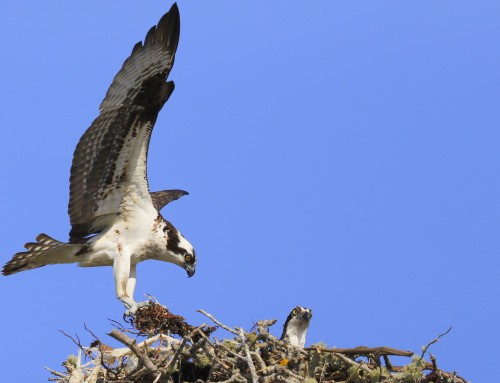 Birder’s Corner: Osprey!