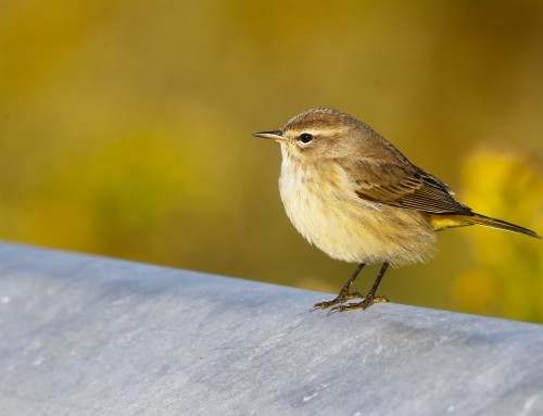 Birder’s Corner: Palm Warbler