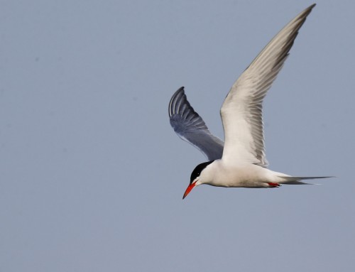 Birder’s Corner: Common Tern