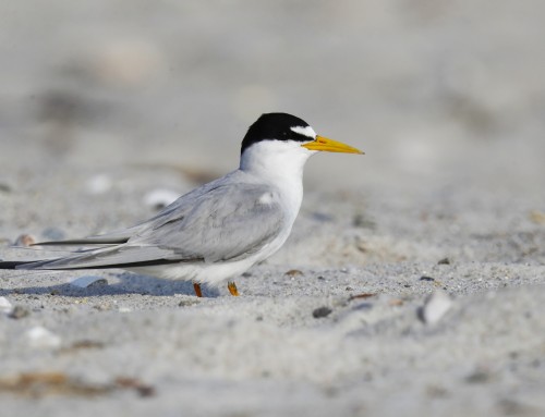 Birder’s Corner: Least Tern