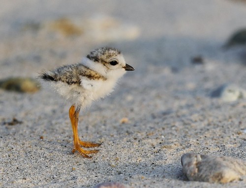 Birder’s Corner: Piping Plover chick