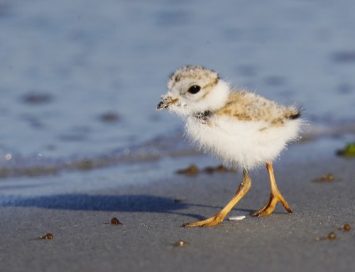 Birder’s Corner: Piping Plover chick!