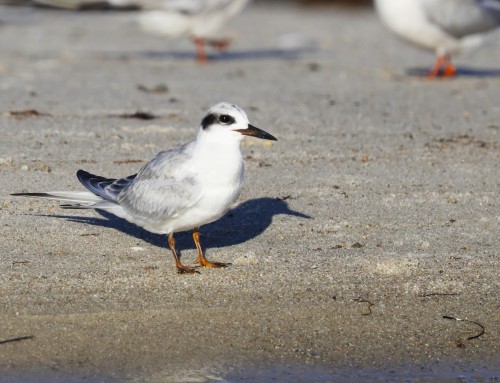 Birder’s Corner: Forster’s Tern