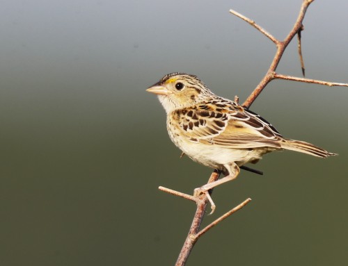 Birder’s Corner: Grasshopper Sparrow