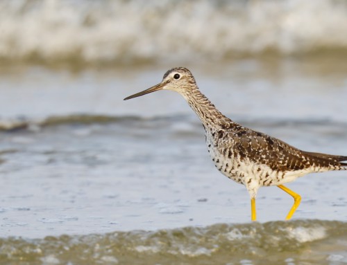 Birder’s Corner: Greater Yellowlegs