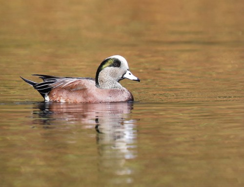 Birder’s Corner: American Wigeon