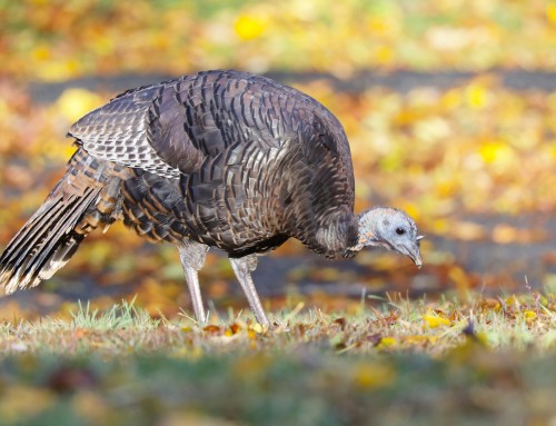 Birder’s Corner: Wild Turkey