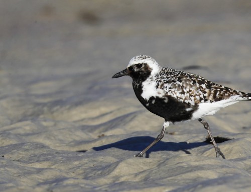 Birder’s Corner: Black-bellied Plover