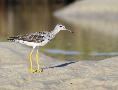 Birder’s Corner: Gretaer Yellowlegs