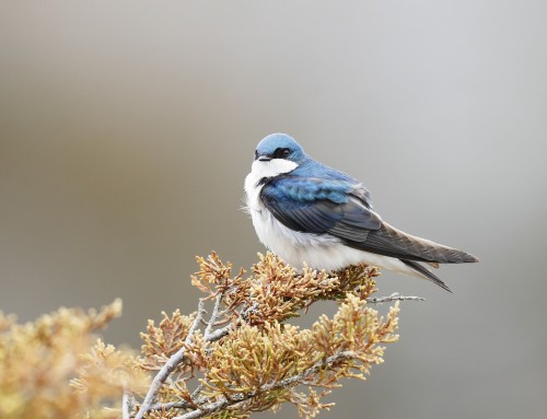 Birder’s Corner: Tree Swallow
