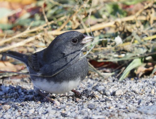 Birder’s Corner: Dark-eyed Junco