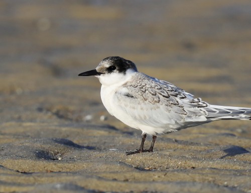 Birder’s Corner: Roseate Tern