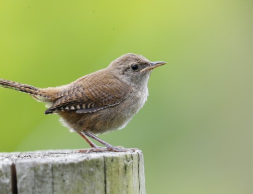 Birder’s Corner: Northern House Wren