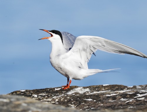 Birder’s Corner: Common Tern