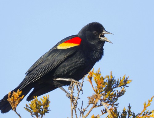 Birder’s Corner: Red-winged Blackbird