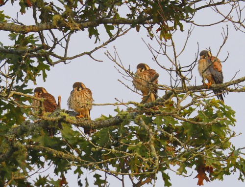 Birder’s Corner: American Kestrels