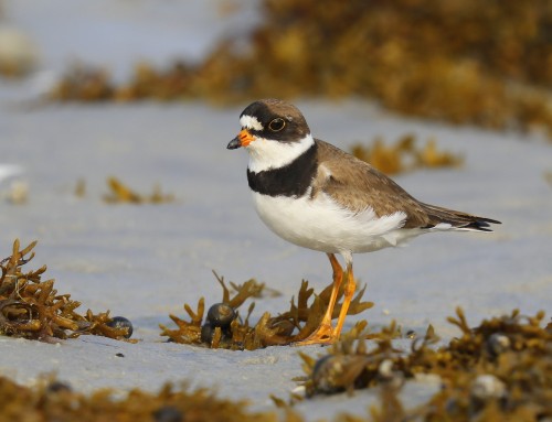 Birder’s Corner: Semipalmated Plover