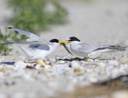Birder’s Corner: Least Terns!
