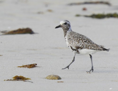 Birder’s Corner: Black-bellied Plover