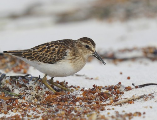 Birder’s Corner: Least Sandpiper