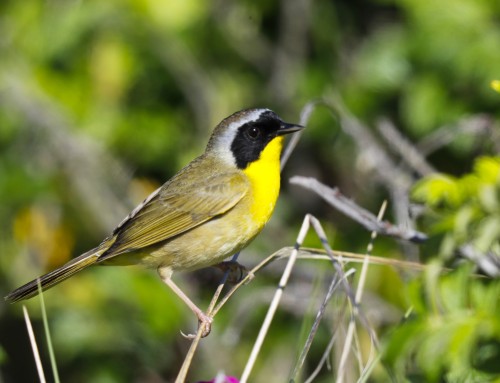Birder’s Corner: Common Yellowthroat